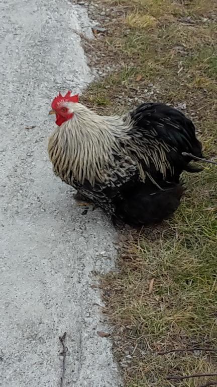 Agriturismo Botton D'Oro ドンゴ エクステリア 写真
